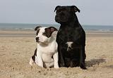 STAFFIE 276
